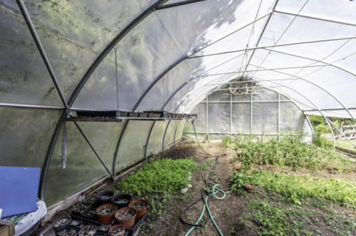 greenhouse1